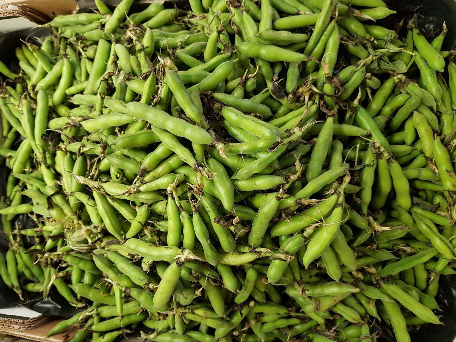 WhatsApp Image 2020-04-19 at 7.02.40 PM (1).jpeg.jpeg